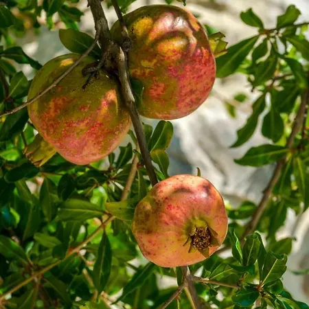 Appartement Center - With Terrace And Private Pool *